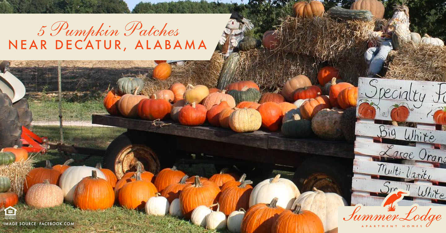 5 Pumpkin Patches Near Decatur, Alabama